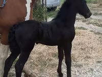 Caballo, Friesian — foto 2