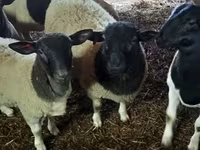 Carnero, Dorper sheep — foto 2