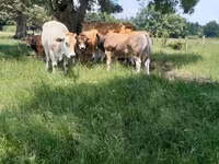 ثور, Partenaise cattle — الصورة 2