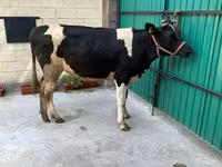 Vaca, Raza Holstein — foto 4