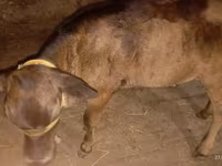 بقرة, Ukrainian Brown Dairy Cattle — الصورة 5