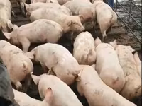 मादा सूअर, सूअर — फ़ोटो 6