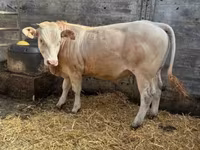 Toro, Blonde d’Aquitane cattle — foto 2