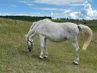 Yegua, Caballos — foto 2