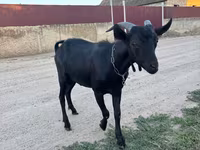 Cabro, Murcia-Granada goats — foto 2