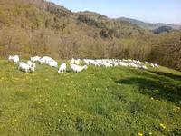 عنزة, Saanen goat — الصورة 1