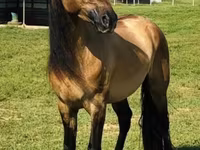 Yegua, Rocky Mountain Horse — foto 2