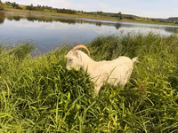 बकरी, LaMancha goats — फ़ोटो 1