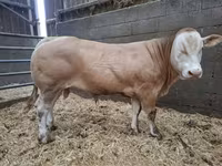 Toro, Blonde d’Aquitane cattle — foto 1