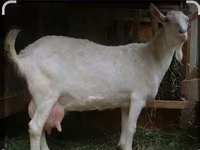 बकरा, Saanen goat — फ़ोटो 5