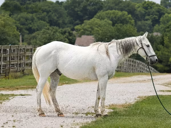 Caballo, National Show Horse — Estados Unidos