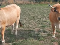 गाय, Aubrac cattle — फ़ोटो 2