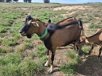 Cabra, Alpine goat — foto 2
