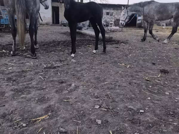 Mare, Horses