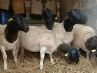 Carnero, Dorper sheep — foto 4