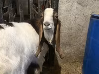 Cabro, Kamori goats — foto 3