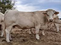 بقرة, Charolais cattle — الصورة 2