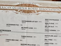 Horse (M), Quarter Horse — photo 3