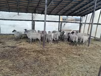 Carnero, Romanov sheep — foto 2