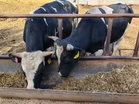 मेढ़ा, Edilbay sheep — फ़ोटो 1