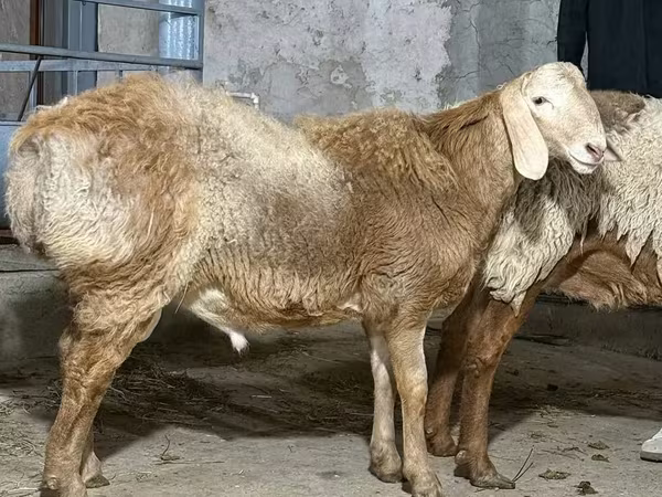 मेढ़ा, भेड़