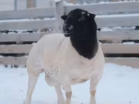 Carnero, Dorper sheep — foto 1
