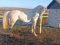 公马, Horses — 照片 2