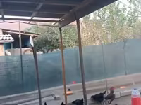 Chickens — الصورة 7