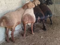 मेढ़ा, Arashan sheep — फ़ोटो 3