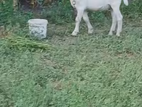 تيس, Saanen goat — الصورة 5