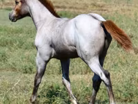 Mare, Quarter Horse — photo 4
