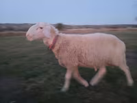 Carnero, Assaf sheep — foto 5