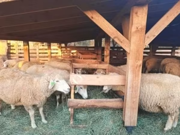 Widder, Schafe