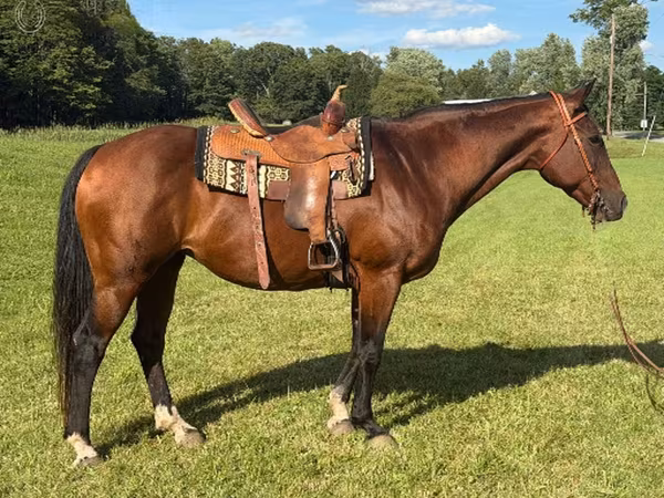 Yegua, Quarter Horse — Estados Unidos
