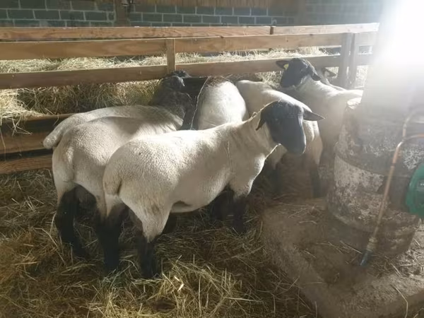 भेड़, Baerchuke sheep