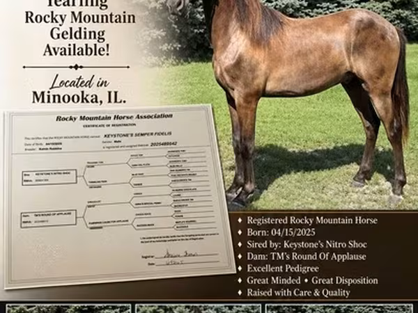 Caballo, Rocky Mountain Horse