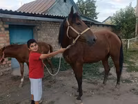 فرس, Thoroughbred horse — الصورة 6
