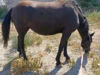 Mare, Skyros Pony — photo 3
