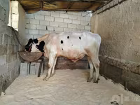 ثور, Russian Black pied cattle — الصورة 2