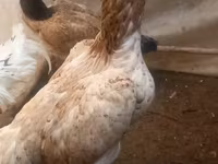 Chickens — photo 2