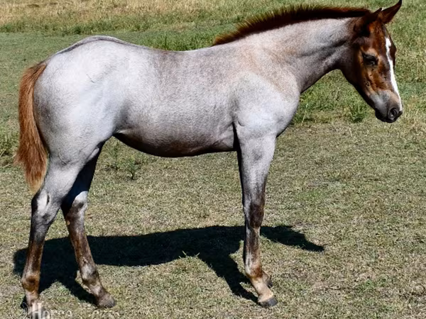 घोड़ी, Quarter Horse