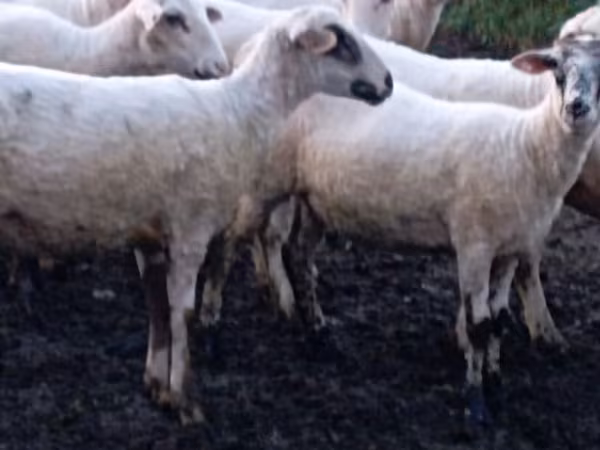 نعجة, Tsigai sheep