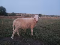 Carnero, Assaf sheep — foto 3