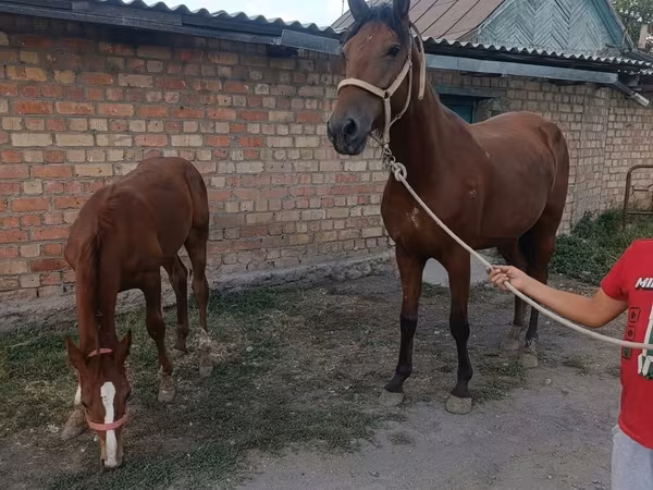 فرس, Thoroughbred horse