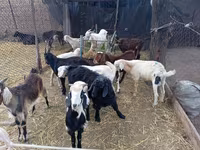 Cabro, Pomellata goat — foto 3