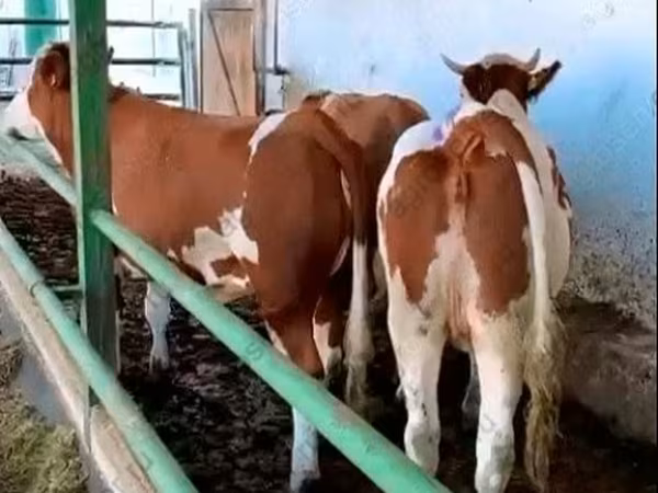 Vaca, Simmental cattle