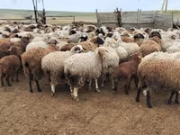 كبش, Precoce sheep — الصورة 1