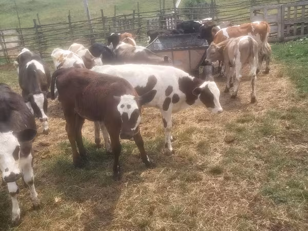 Bull, Cattle