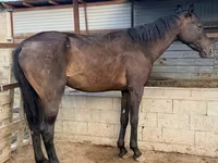 Caballo, Arabian horse — foto 2