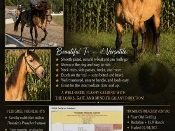 Caballo, Rocky Mountain Horse